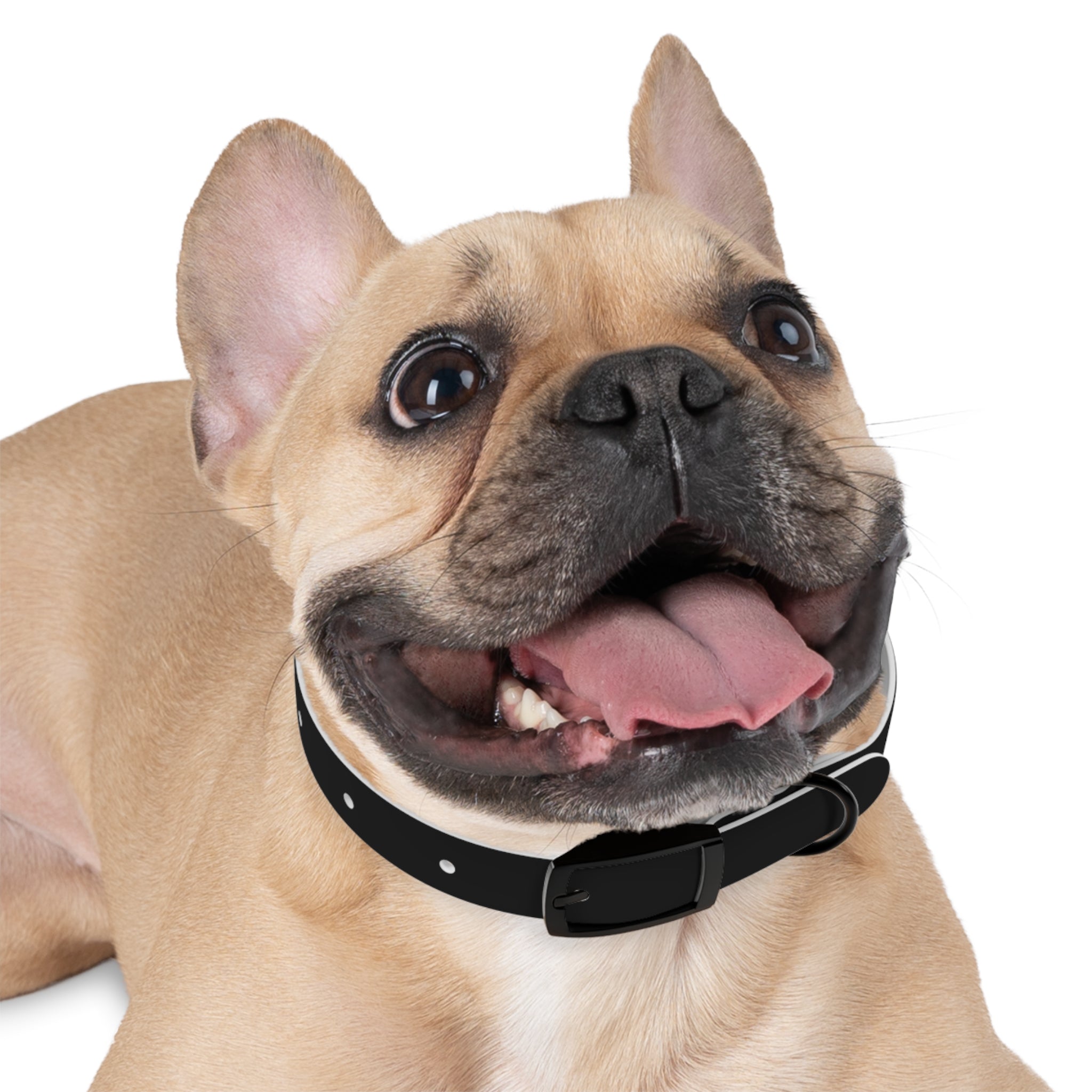 Personalization Text Dog Collar