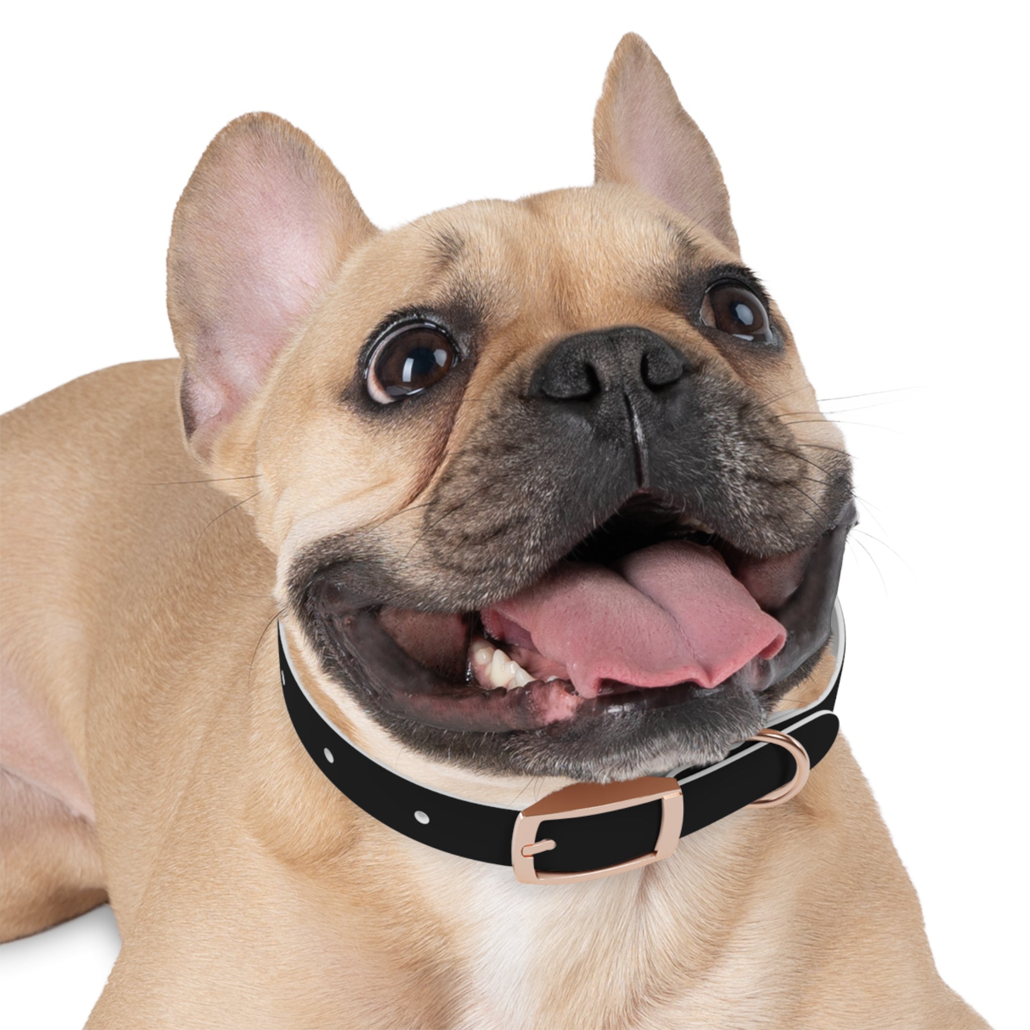 Personalization Text Dog Collar