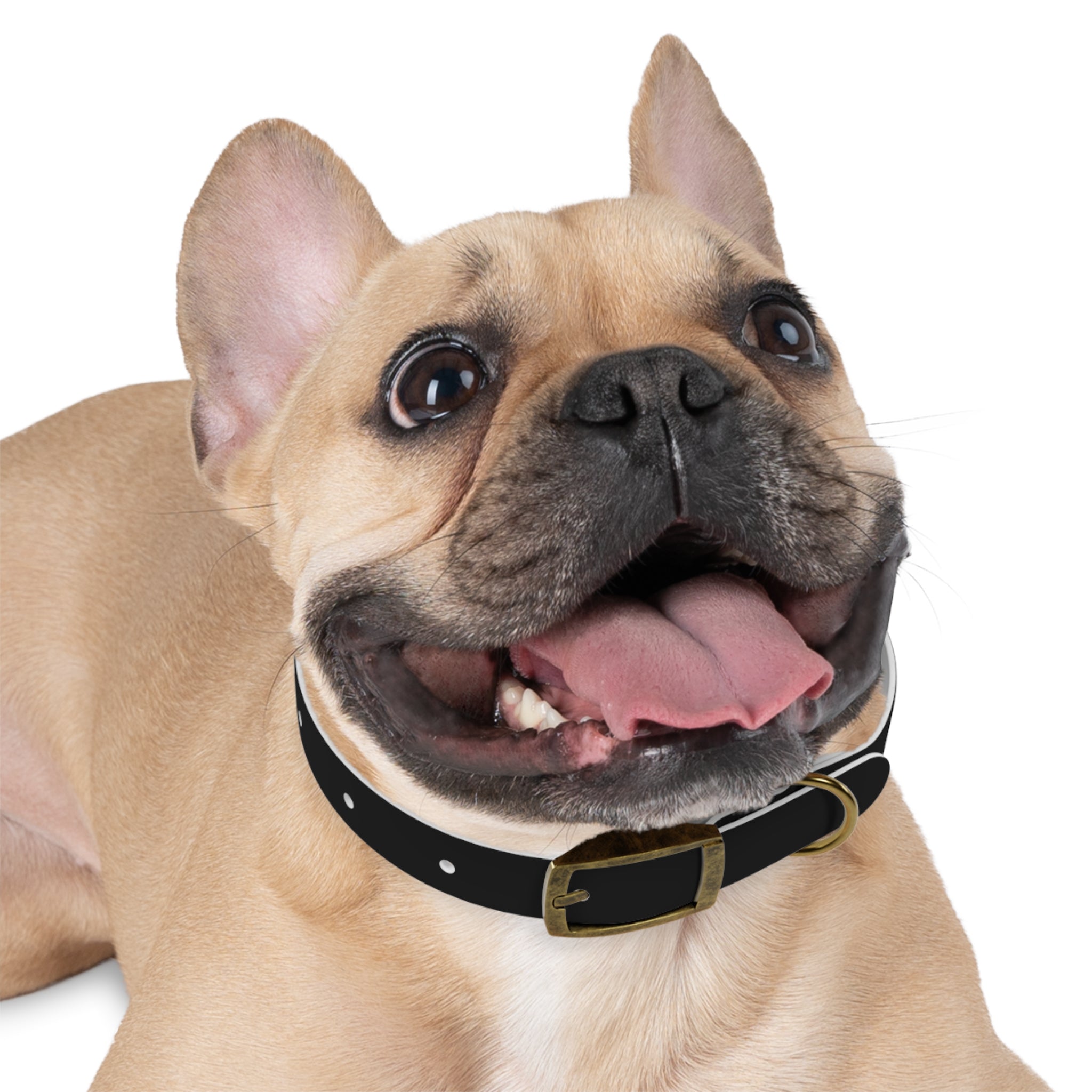 Personalization Text Dog Collar